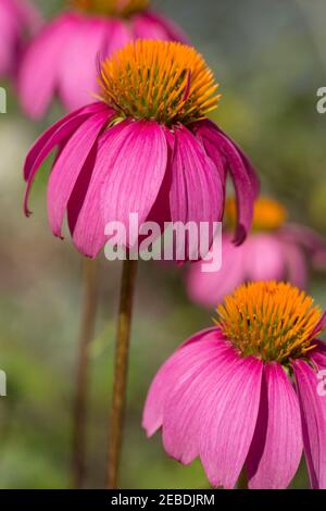 Fleur de conée pourpre, échinacée purpurea Banque D'Images