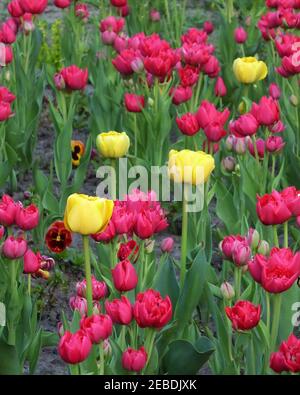 Plan vertical de tulipes jaunes et roses poussant dans un champ Banque D'Images
