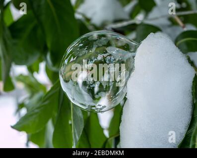 Bulle de savon congelée sur une plante Banque D'Images