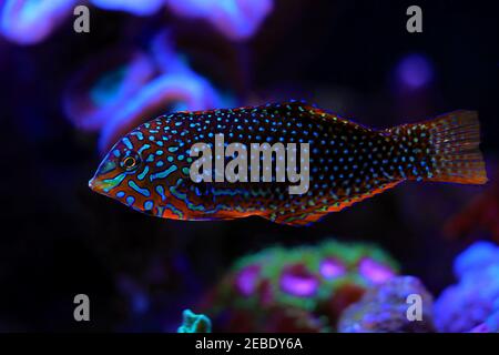 Wrasse léopard ornée - (Matropharyngodon ornatus) Banque D'Images