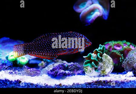 Wrasse léopard ornée - (Matropharyngodon ornatus) Banque D'Images