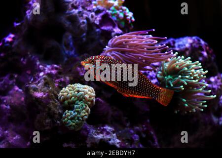 Wrasse léopard ornée - (Matropharyngodon ornatus) Banque D'Images