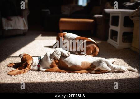 Basset Hound bronze sur son dos dans la salle de séjour à la maison Banque D'Images