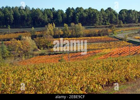 Vignobles - même vue, saisons différentes - Languedoc, sud de la France. Banque D'Images