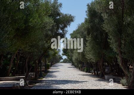 route entourée d'arbres verts pour grimper à l'acropole Athènes Grèce Banque D'Images