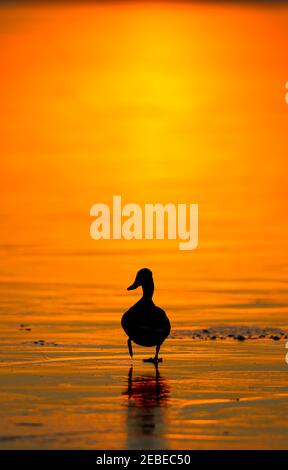 New Forest, Hampshire. 12 février 2021. Météo Royaume-Uni. Un canard traverse un étang de Hatchet gelé près de Beaulieu, tandis que le soleil se couche lors d'une soirée de gel dans la Nouvelle forêt. Credit Stuart Martin/Alay Live News Banque D'Images