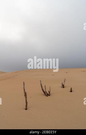 paysage sauvage du désert et grande dune de sable avec sous un ciel couvert de soirée avec arbres morts au premier plan Banque D'Images