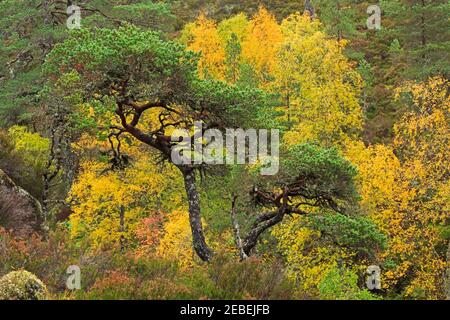 Glen Affric, pin tordu au-dessus de la rivière Affric Trail en automne Banque D'Images