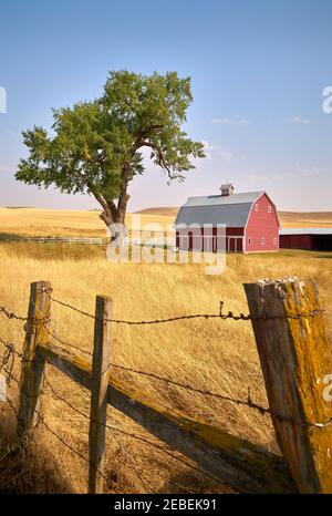 Arbre de Grange rouge et clôture verticale. Une grange rouge vif sur une colline au soleil. Etat de Washington, Etats-Unis. Banque D'Images