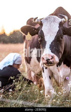 Tir vertical d'une femelle avec une vache à lait en foulard blanc dans un champ au coucher du soleil Banque D'Images