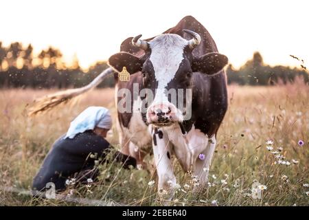 Femme avec foulard blanc laitance vache dans un champ à coucher de soleil Banque D'Images