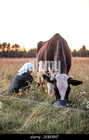 Tir vertical d'une femelle avec une vache à lait en foulard blanc dans le champ au coucher du soleil Banque D'Images