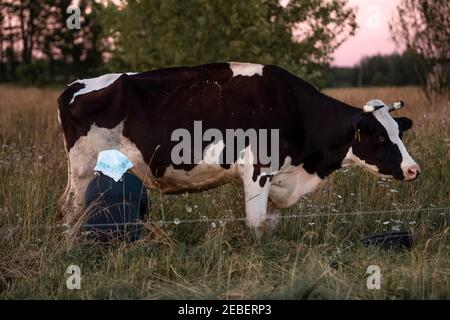 Femme avec foulard blanc laitance vache sur le terrain au coucher du soleil Banque D'Images