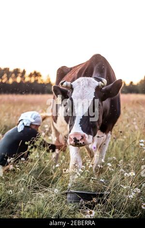 Tir vertical d'une femelle avec une vache à lait en foulard blanc dans le champ au coucher du soleil Banque D'Images