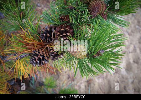 Gros plan des cônes de pin sur les branches avec des aiguilles orange Banque D'Images
