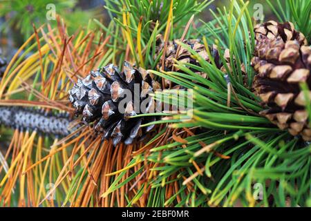 Macro de cônes de pin sur les branches avec aiguilles orange Banque D'Images