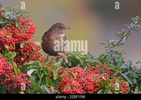 Femelle d'oiseau-noir perchée sur Pyracantha avec la forêt de baies de Dean ROYAUME-UNI Banque D'Images