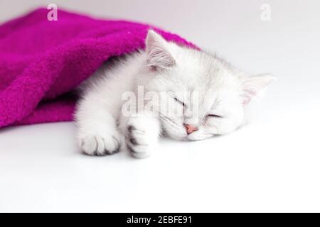 Mignon chaton blanc dormant dans une serviette violette sur un arrière-plan blanc Banque D'Images