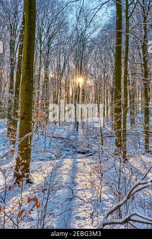 Belle forêt de hêtres en hiver rétroéclairé par le soleil couchant Banque D'Images