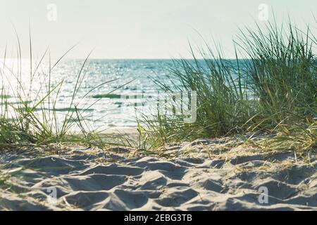 Dunes de sable avec de l'herbe à midi lumière du soleil sur la plage de sable. Magnifique paysage ensoleillé. Paysage de la mer Baltique. Banque D'Images