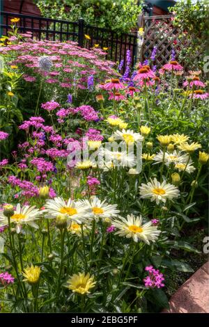 Une combinaison de plantes vivaces et annuelles au milieu de l'été fait une exposition de douche quand en pleine fleur. Banque D'Images