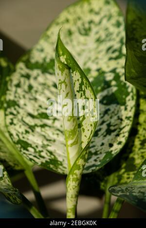 Dieffenbachia compacta .muet canne. Feuilles de plantes vue de dessus Banque D'Images