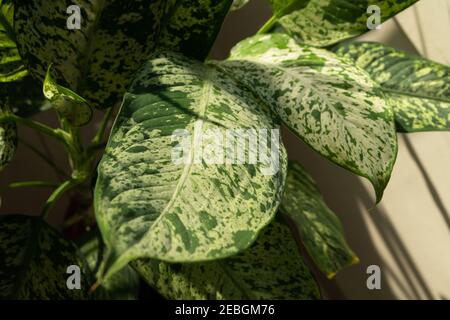 Dieffenbachia compacta .muet canne. Feuilles de plantes vue de dessus Banque D'Images