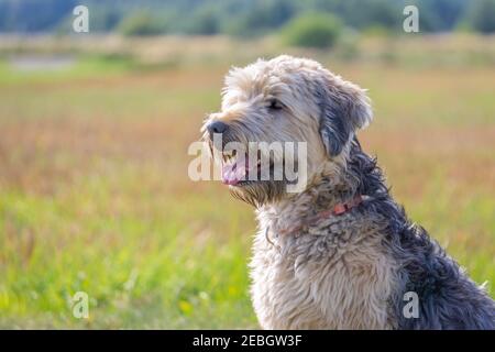 Le Wheaten Terrier à revêtement doux se ferme sur un arrière-plan de prairie flou en été. Portrait d'un terrier irlandais à revêtement doux avec espace de copie. Banque D'Images