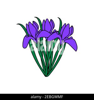 Iris violet sur fond blanc.illustration simple.modèle vectoriel de carte de vœux à motif floral. Elément de conception clip art. Illustration de Vecteur