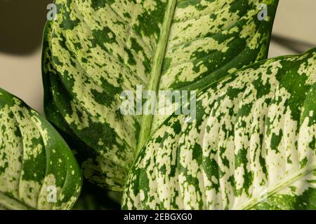 Dieffenbachia compacta .muet canne. Feuilles de plantes vue de dessus Banque D'Images