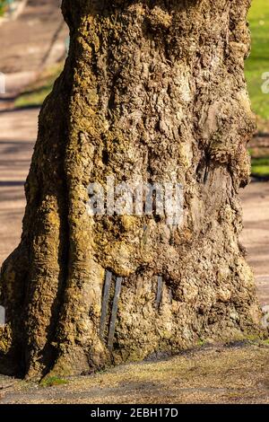 Chêne ronlé qui a progressivement entouré une vieille clôture, tourné dans un parc local. Banque D'Images