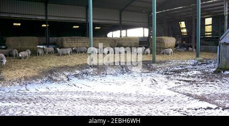 Moutons mangeant du foin dans une grange pendant l'hiver Banque D'Images