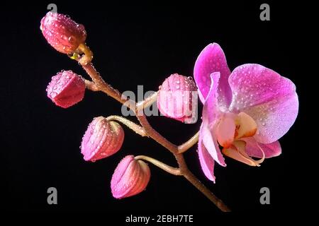 Orchid fleurit au printemps avec la rosée de l'eau Banque D'Images