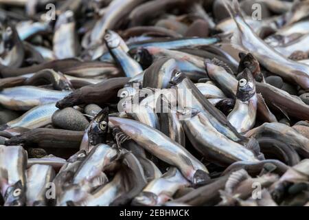 Le capelan échoués sur la plage rocheuse, de la nourriture pour les baleines et les oiseaux de mer, plage de Saint Vincent, Saint Vincent, Terre-Neuve, Canada Banque D'Images