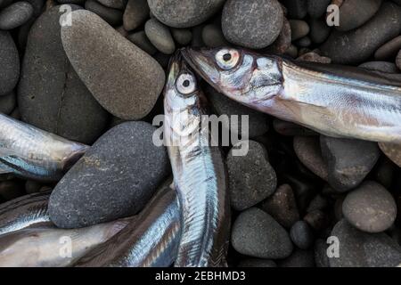 Le capelan échoués sur la plage rocheuse, de la nourriture pour les baleines et les oiseaux de mer, plage de Saint Vincent, Saint Vincent, Terre-Neuve, Canada Banque D'Images