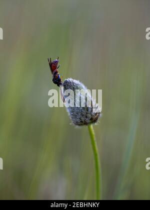 guêpe perchée sur une fleur. Perchée en position verticale. Photographie macro. Mise au point sélective. Banque D'Images