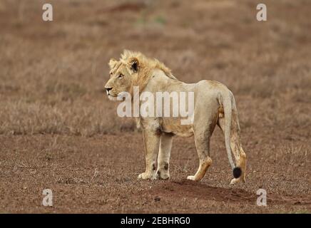 Lion (Panthera leo krugeri) immature 'blonde' mâle Kruger NP, Afrique du Sud Novembre Banque D'Images