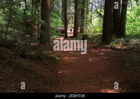 Randonnée pédestre de jour sur le sentier des chutes Toketee de la rivière North Umpqua. Banque D'Images