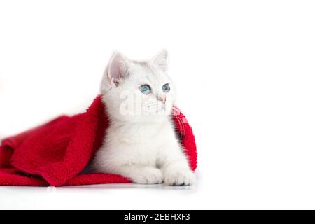 Un joli chaton blanc repose dans une serviette rouge un arrière-plan blanc Banque D'Images