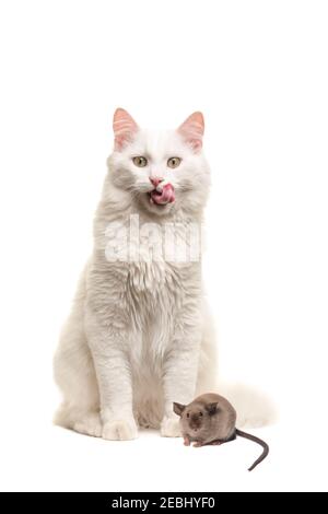 Angora blanc turc chat assis regardant la caméra lécher ses lèvres avec une souris en face de lui réaliser il est en difficulté isolé sur une ba blanche Banque D'Images