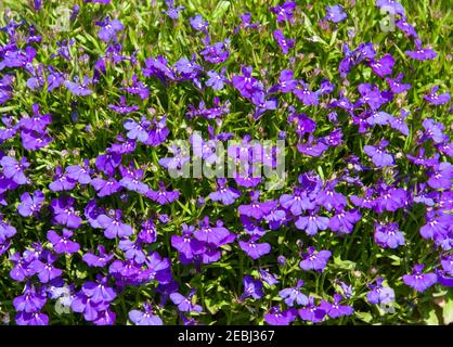 Lovelia, Lobelia erinus 'Blue Moon', à l'arboretum Mercer, au printemps, Texas. Banque D'Images