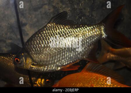 Barbonymus altus – Barbe à queue rouge dans un aquarium d'eau douce Banque D'Images