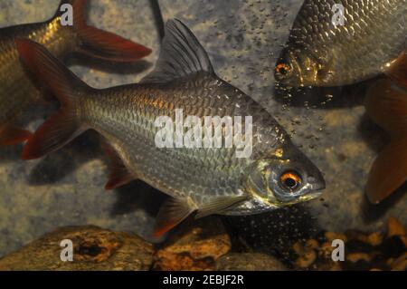 Barbonymus altus – Barbe à queue rouge dans un aquarium d'eau douce Banque D'Images