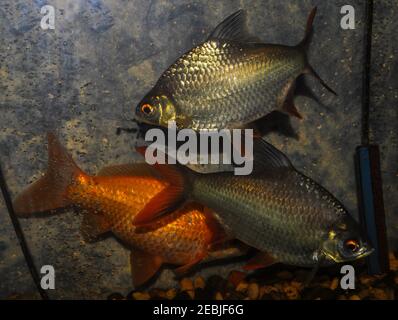 Barbonymus altus – Barbe à queue rouge dans un aquarium d'eau douce Banque D'Images