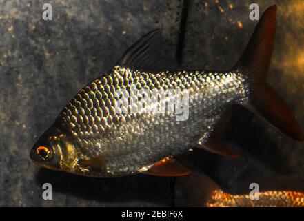 Barbonymus altus – Barbe à queue rouge dans un aquarium d'eau douce Banque D'Images