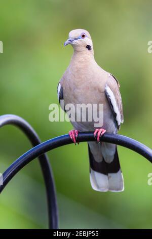 Dove à ailes blanches à la réserve d'oiseaux de cour à Spring, Texas. Dove est si grand, il se tient sur un échelon et mange au niveau du échelon au-dessus. Banque D'Images