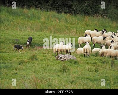 Deux chiens de berger enthousiastes gèrent un troupeau de moutons de colline laineux à face noire dans une prairie herbeuse d'Eden Valley, Cumbria, Angleterre, Royaume-Uni Banque D'Images