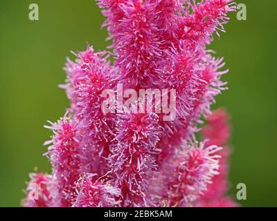 Détail spectaculaire de fleur rose vif éblouissante de la barbe de chèvre Astilbe aka / fausse spirée ressemblant à la fibre optique ou à l'anémone de mer à Cumbria, Angleterre, Royaume-Uni Banque D'Images