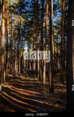 Les arbres des forêts boisées par rétro-éclairé de la lumière du soleil d'or avant le coucher du soleil avec les rayons du soleil de passer par des arbres sur les branches d'arbres éclairage sol forestier Banque D'Images