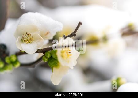 Floraison de neige en chute, fleurs jaunes et blanches avec une faible profondeur de champ, branche et brindilles image d'hiver maco. Banque D'Images